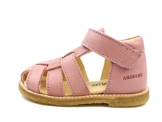 Angulus